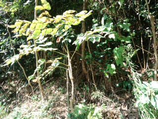 ca3i00150001 ca3i00150001