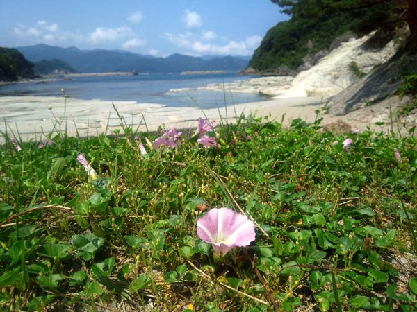 DSC_0587ハマヒルガオ6月7日撮影(縮小)