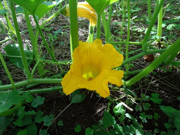 カボチャの花の季節です 櫂の詩blog櫂の詩blog