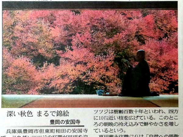 【紅葉】豊岡市の安国寺のツツジ
