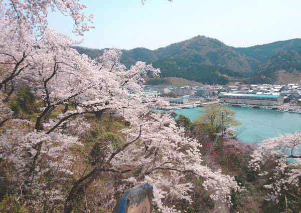 岡見公園の桜