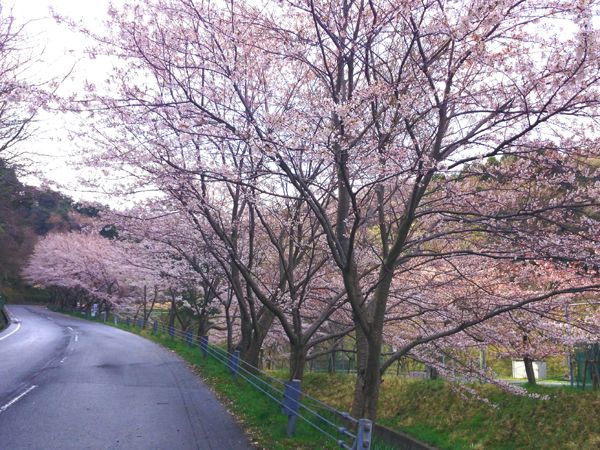 グランド横の桜