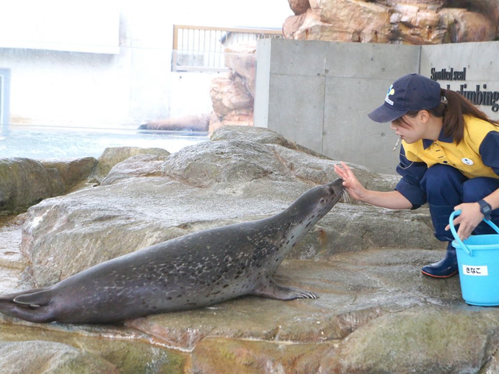 ゴマフアザラシ「きなこ」がショーデビュー2a