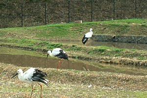 兵庫県立コウノトリの郷公園